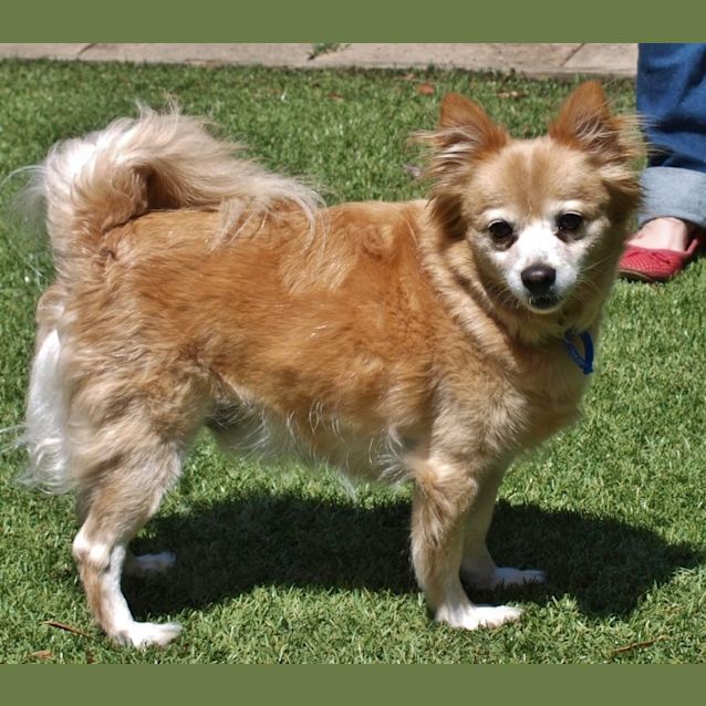 Photo of Solly ~ Pomeranian (On Trial 11/6/16)