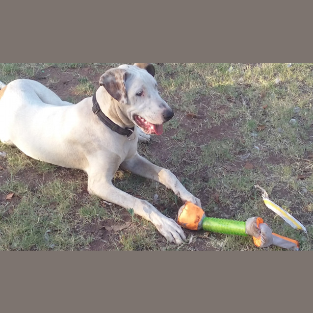 Photo of Clancy .. Loyal, Gentle, Chilled