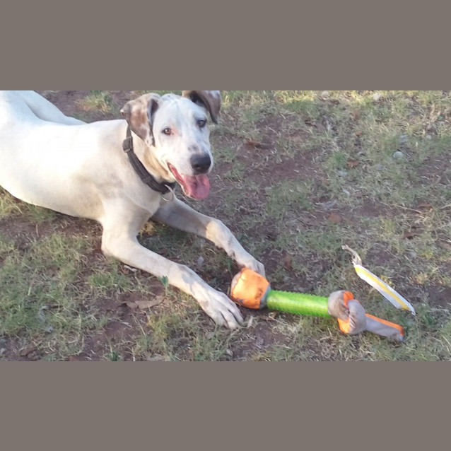 Photo of Clancy .. Loyal, Gentle, Chilled