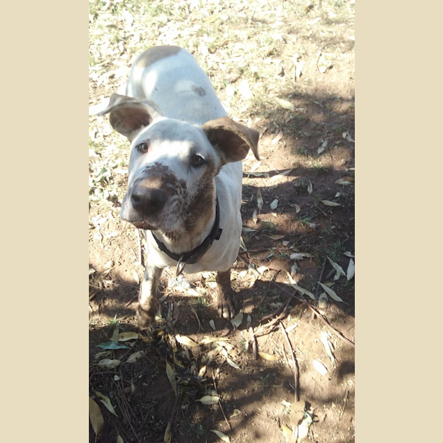 Photo of Clancy .. Loyal, Gentle, Chilled