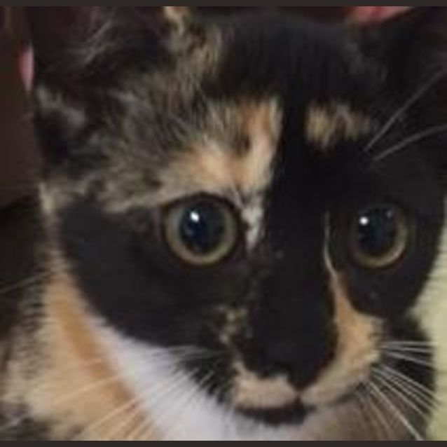 Photo of Midge