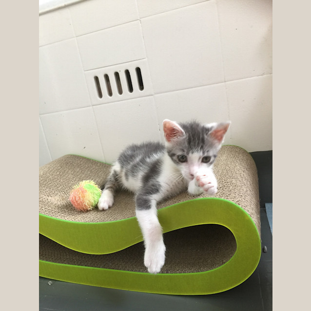 Photo of Wolverine!!