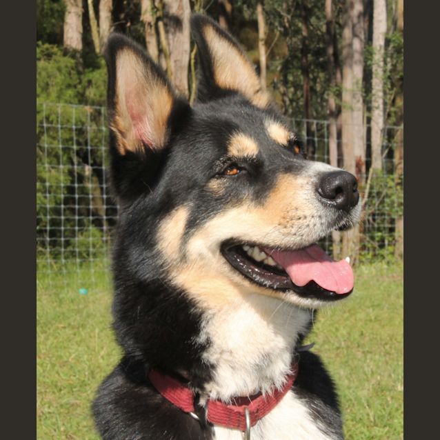 Photo of Diego ~ Husky X Kelpie ~ On Trial 18/8/17