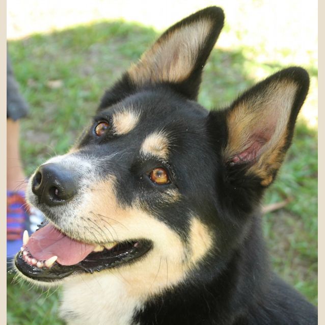 Photo of Diego ~ Husky X Kelpie ~ On Trial 18/8/17