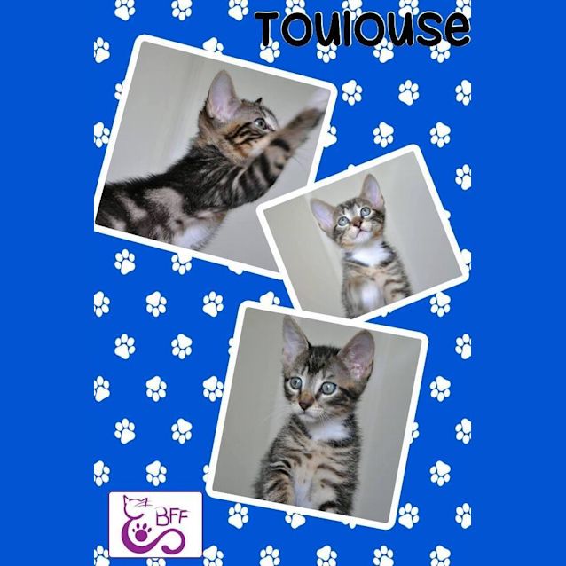 Photo of Toulouse 