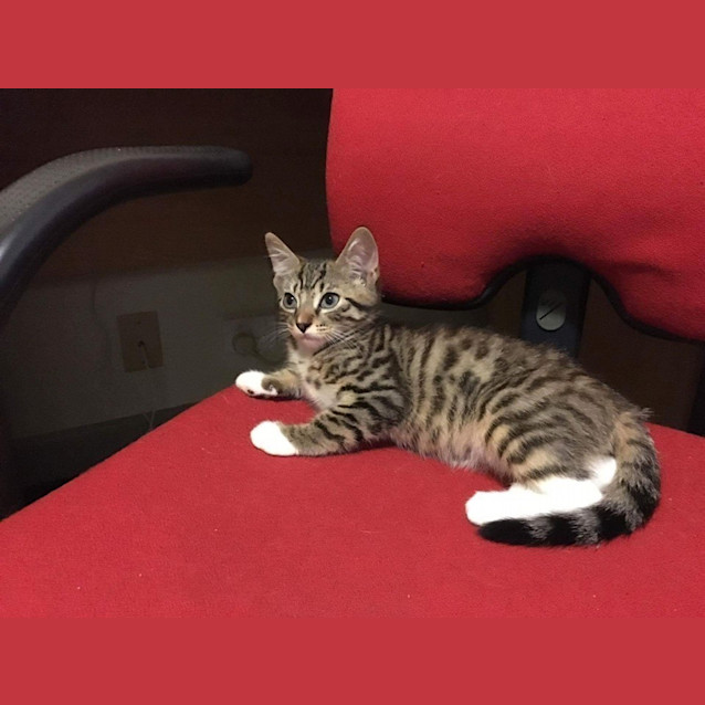 Photo of Mickey * $100 This Month Only! * Adoption Pending 