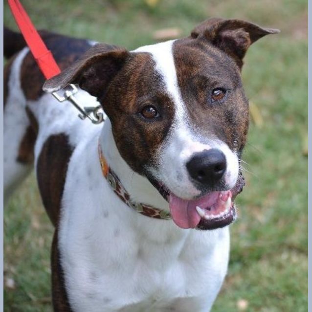 Photo of Lucky