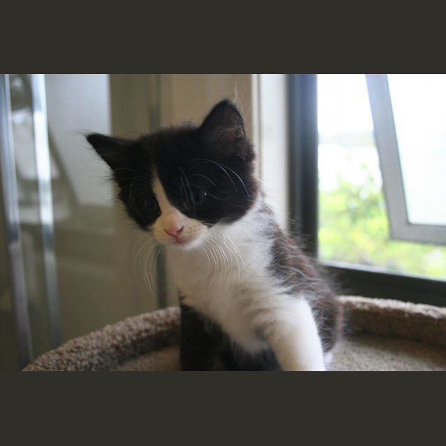 Photo of Checkers