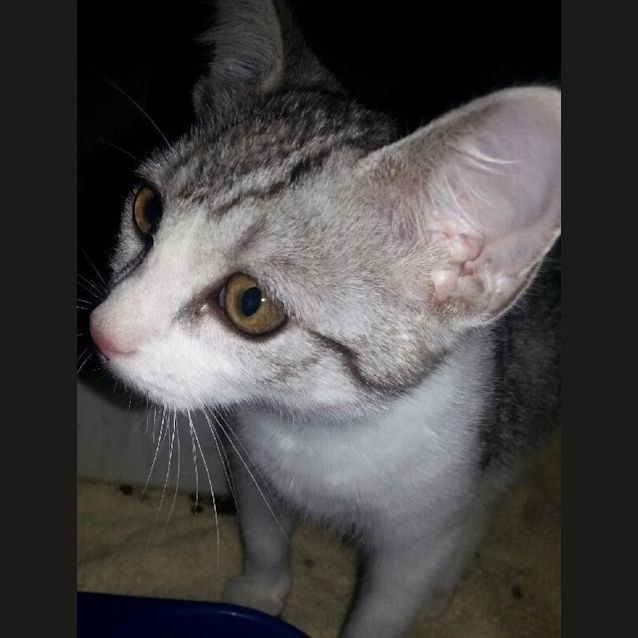 Photo of Norella