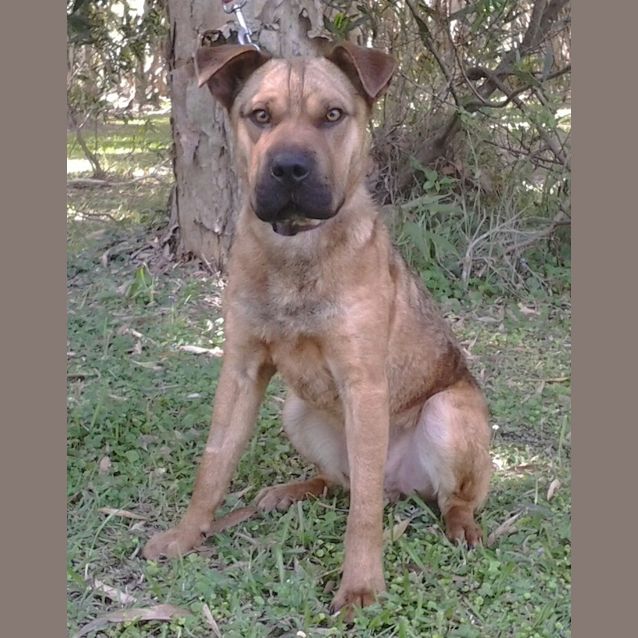 Photo of Pye 098 4032