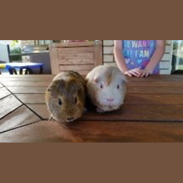Photo of Poppy And Pansy