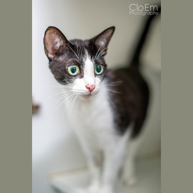 Photo of Domino