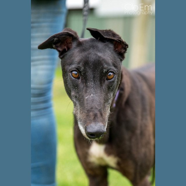 Photo of Dixie