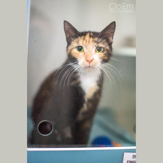 Photo of Sweetie
