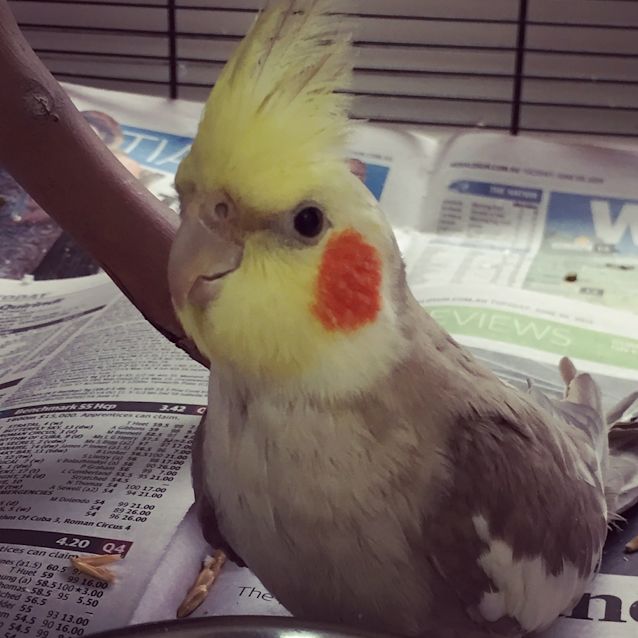Photo of Puff