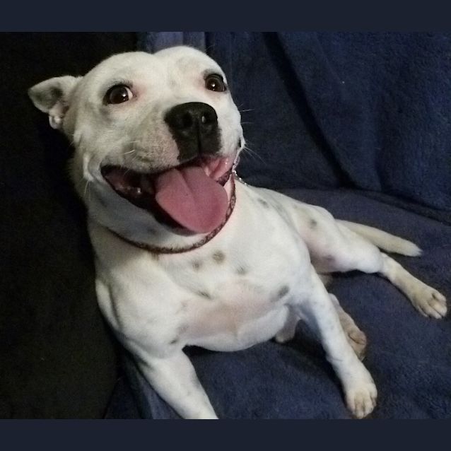 Photo of Moby (Adoption Pending)