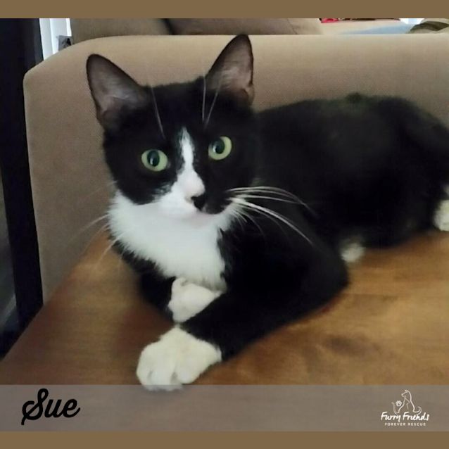 Photo of Sue