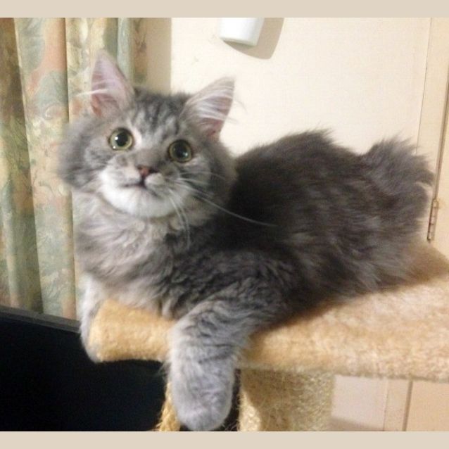 Photo of Raffy   Special Needs