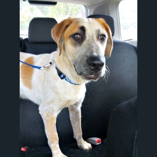 Photo of Otis   Special Needs