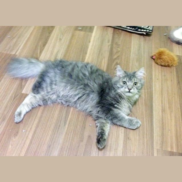 Photo of Raffy   Special Needs