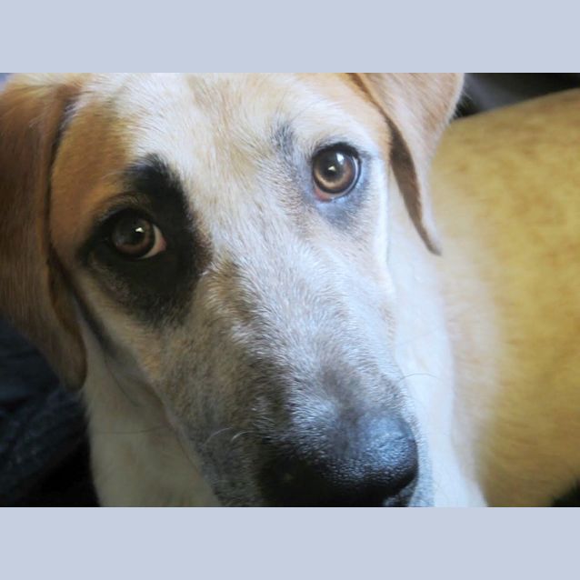 Photo of Otis   Special Needs