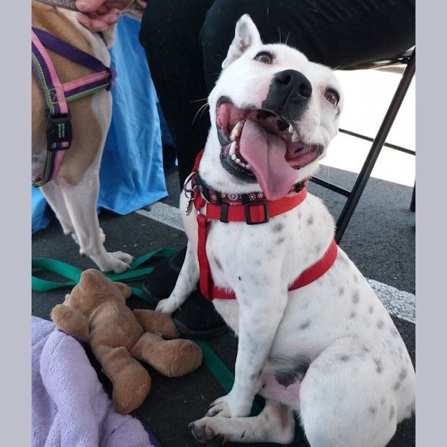 Photo of Moby (Adoption Pending)