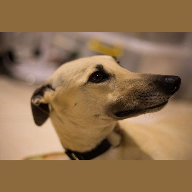 Photo of “Daisy”, Ready To Blossom. Cat Tolerant. Bris/Gc