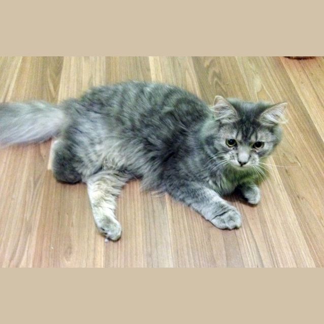 Photo of Raffy   Special Needs