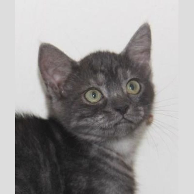 Photo of Annie