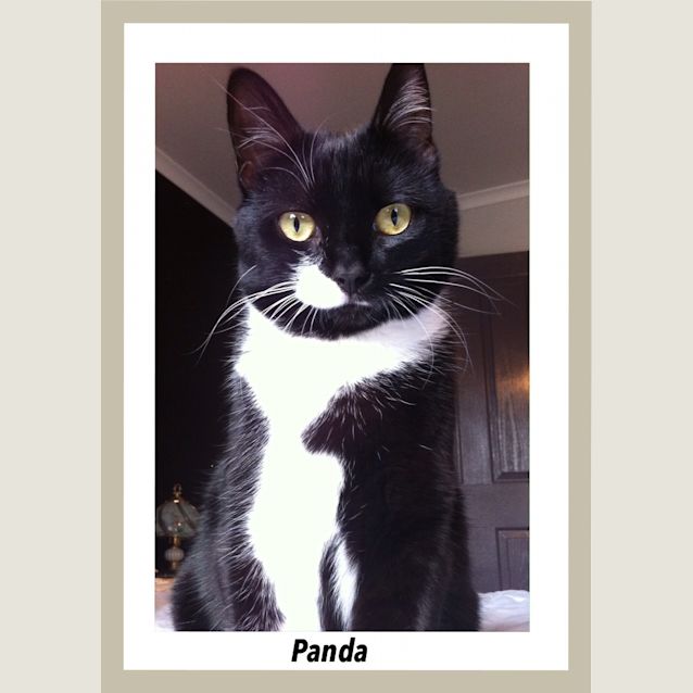 Photo of Panda