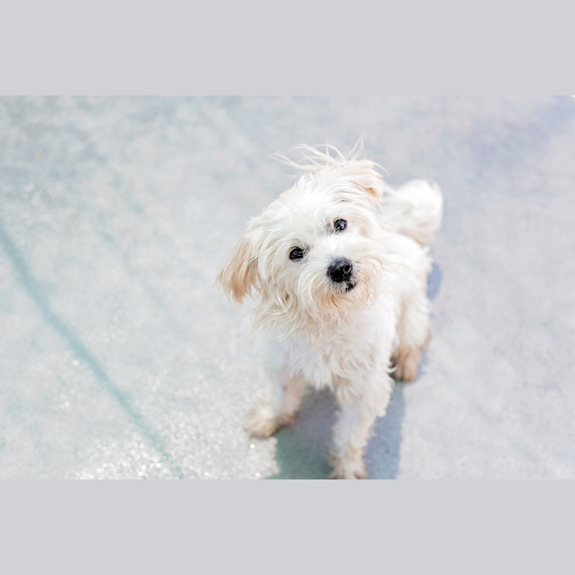 Photo of Thor