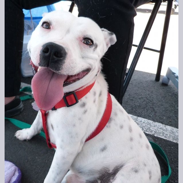 Photo of Moby (Adoption Pending)