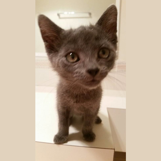 Photo of Bless *$100 For Month Of Jan!* Adoption Pending