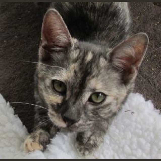 Photo of Pippie