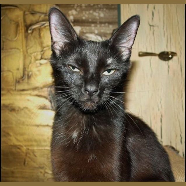 Photo of Midnight Adoption Fee $120