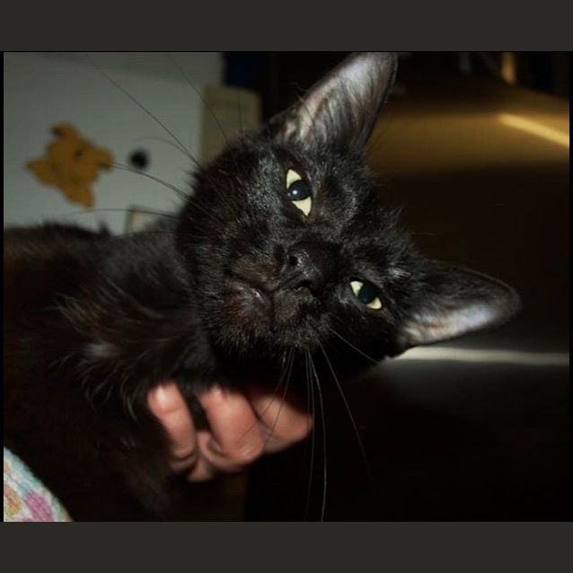 Photo of Midnight Adoption Fee $120