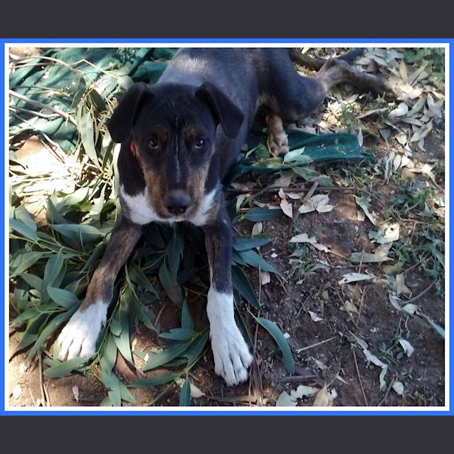 Photo of Max Free To Good Home