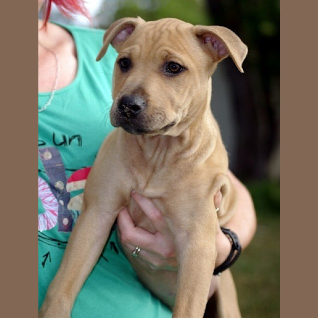 Photo of Simba Ed0033 