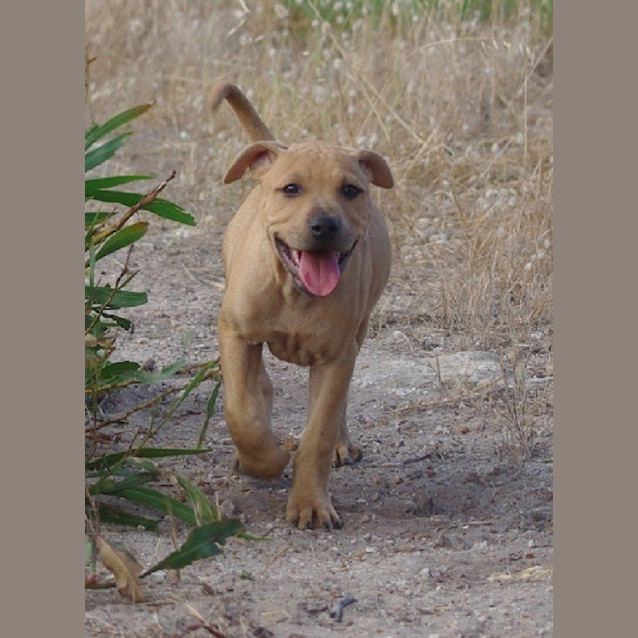 Photo of Simba Ed0033 