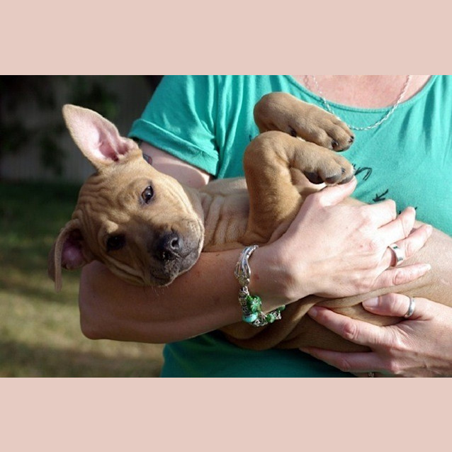 Photo of Simba Ed0033 