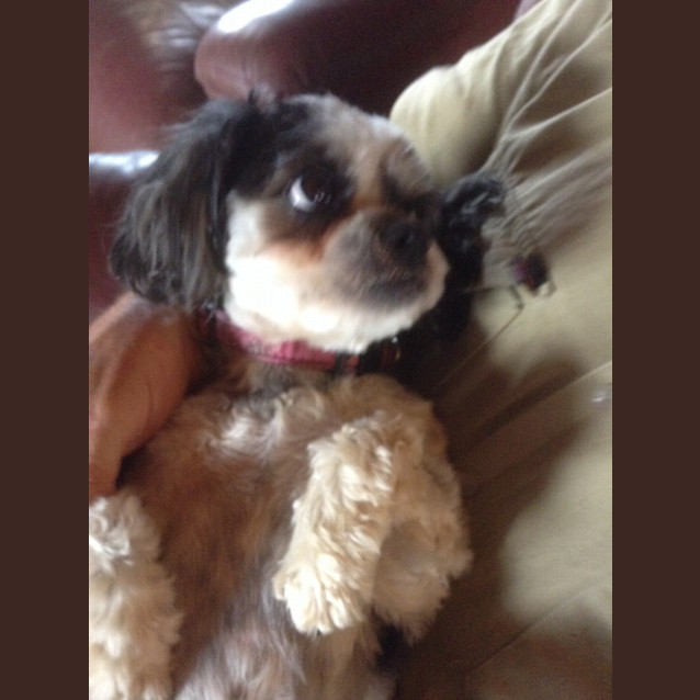 Photo of Shadow
