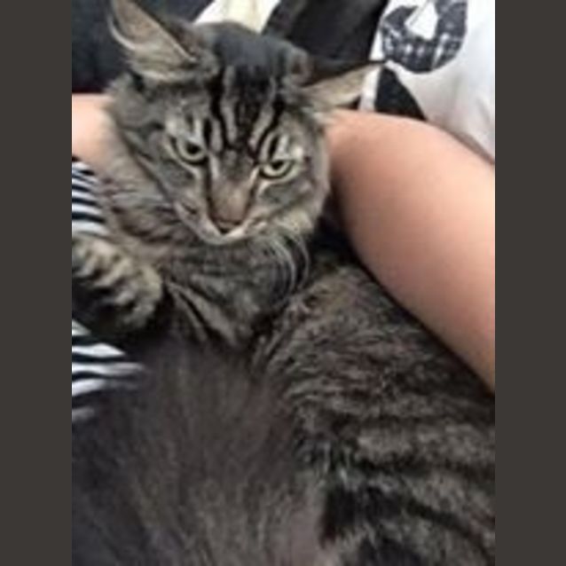 Photo of Bettina *Adoption Pending*