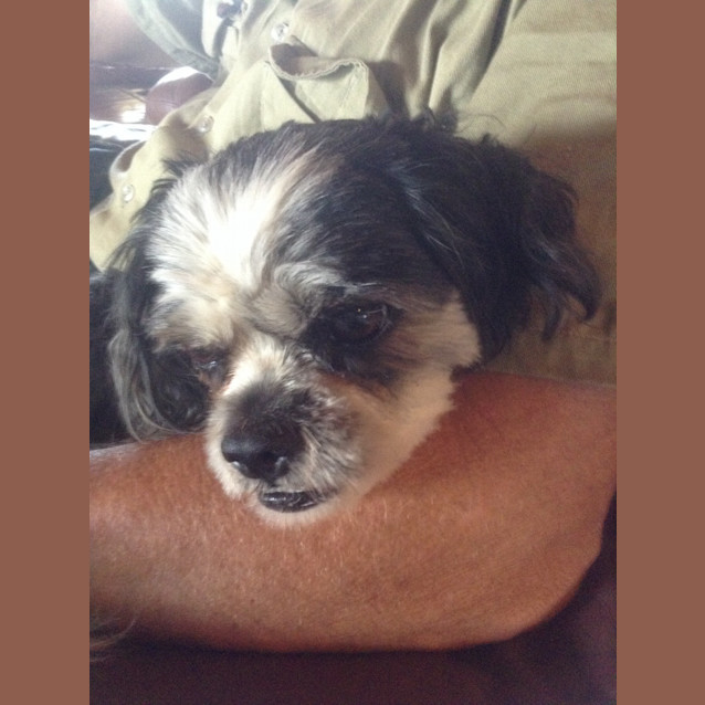 Photo of Shadow