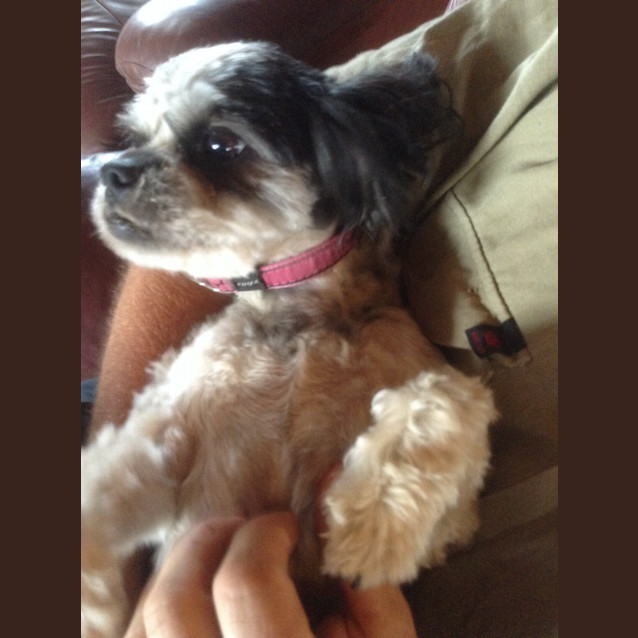 Photo of Shadow