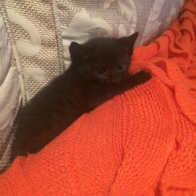 Photo of Sambucca (Sammy)