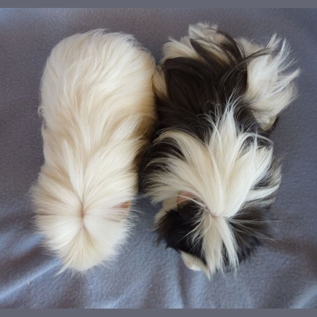 Photo of Spike And Rambo