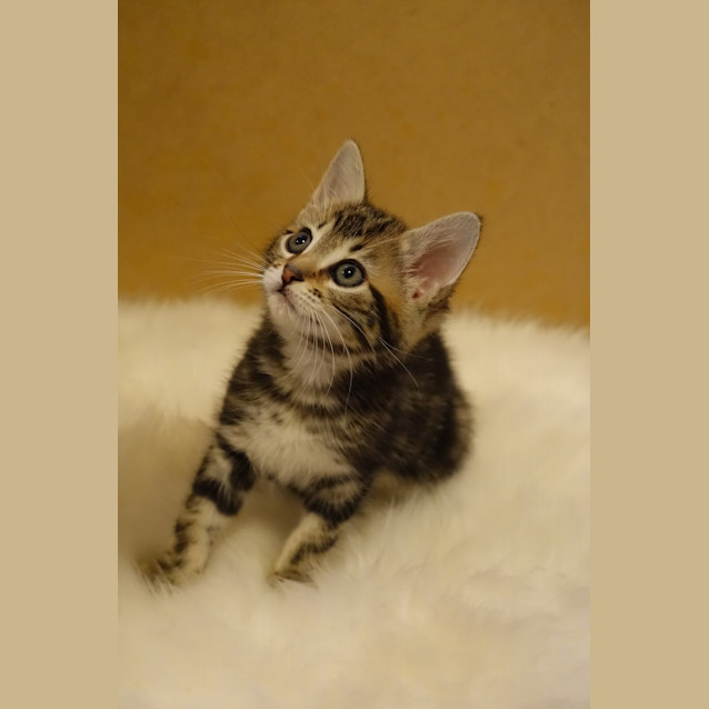 Photo of Nacho   Ready For Adoption Approx 22nd December