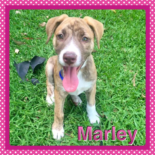 Photo of Marley ~ Mastiff X ~ Puppy (On Trial 25/1/16)