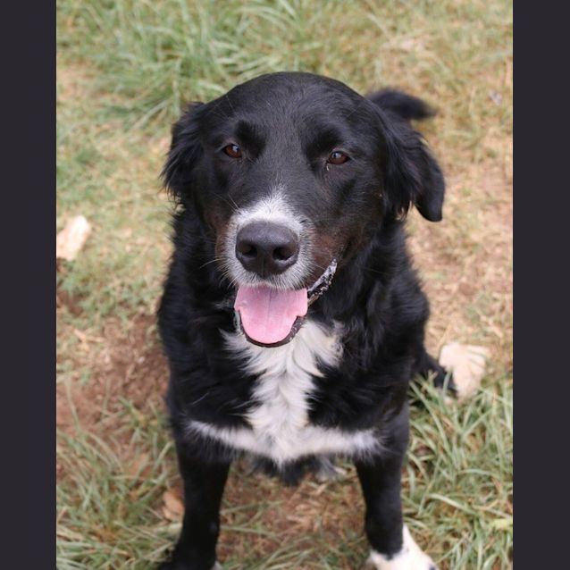 Photo of Reggie (Adoption Pending)