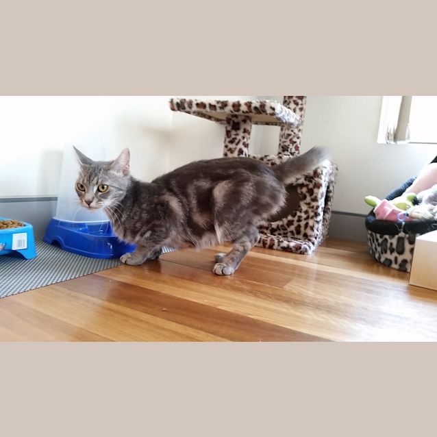 Photo of Mama Cat @ The Pet House, Erina